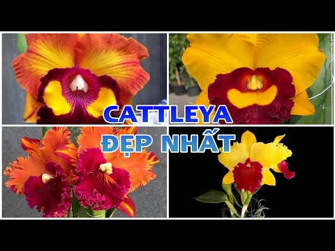 Video Các mặt hoa cattleya đẹp nhất hiện nay/@biên giới hoa... - youtube
