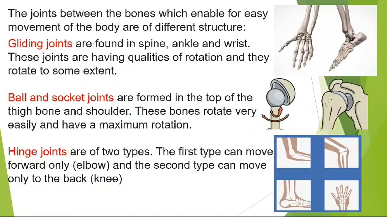 Sewing Technology Trade theory - Joints and muscles