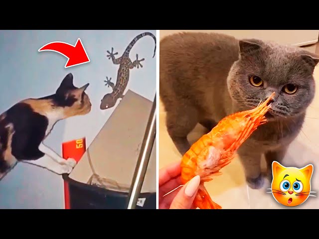 Gatos engraçados #tentenãorir #gatosengraçados #videodegatos #videosen