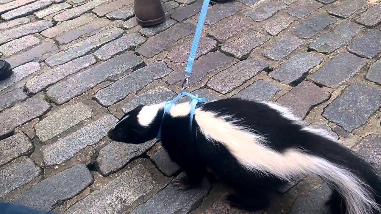 Taking a skunk for a walk YouTube