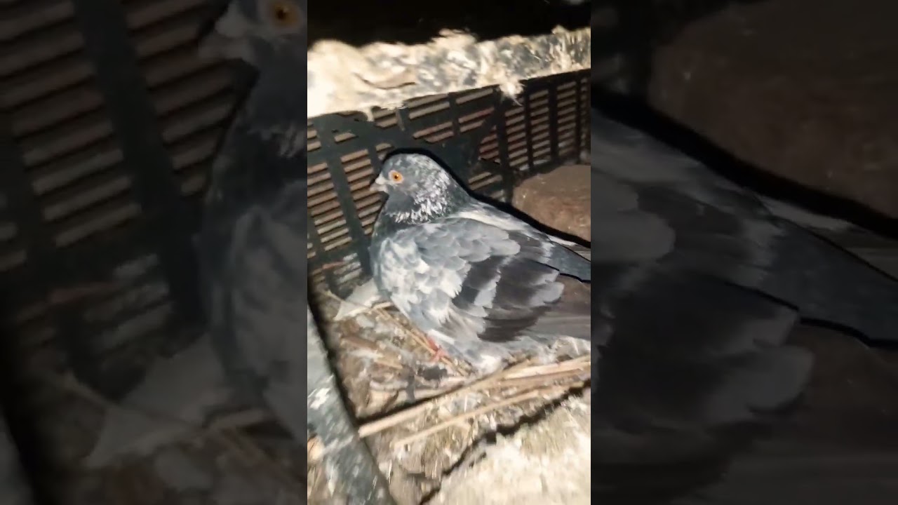 Silent Bird, Majestic Moves – Nature’s Magic in Motion!l 