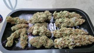 2017 LEC Bio-Living Organics Serious buds / Outdoor update
