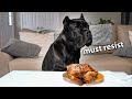 Leaving My Dog Alone with a Whole Chicken 🍗 | Cane Corso