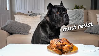 Leaving My Dog Alone with a Whole Chicken 🍗 | Cane Corso
