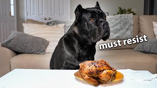 Leaving My Dog Alone with a Whole Chicken  | Cane Corso