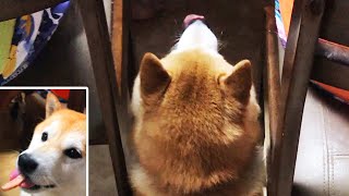 きちんと食卓についておすそわけをもらう柴犬
