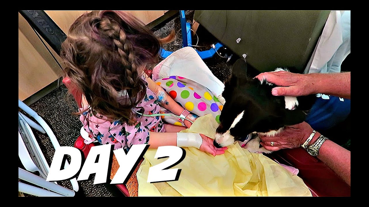 Собаки-терапевты в больницах | 2 июля 2016 г. | Алисса Олл Дэй