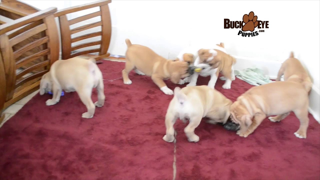 english bulldog puggle