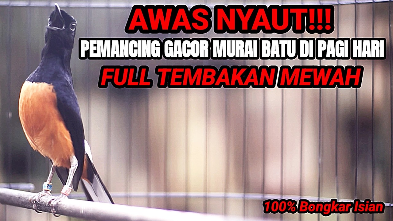 MASTERAN MURAI BATU DI PAGI HARI BONGKAR ISIAN MEWAH FULL MATERI BIKIN MURAI ANDA JADI JUARA