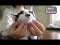 お出かけの準備が始まりました【保護子猫】