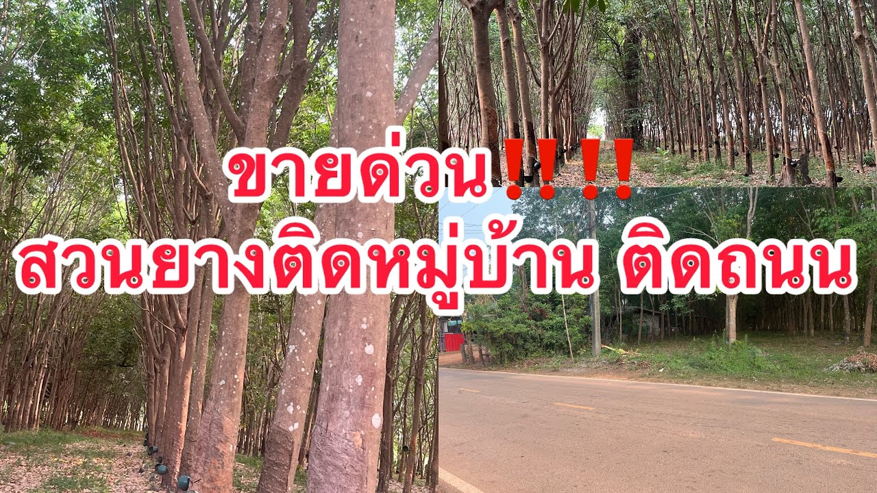 ขายสวนยางพาราอยู่ในหมู่บ้านสามารถปลูกบ้านสวนได้ บ้านาหลวง อ บ้านผือ อุดร ด่วน‼️