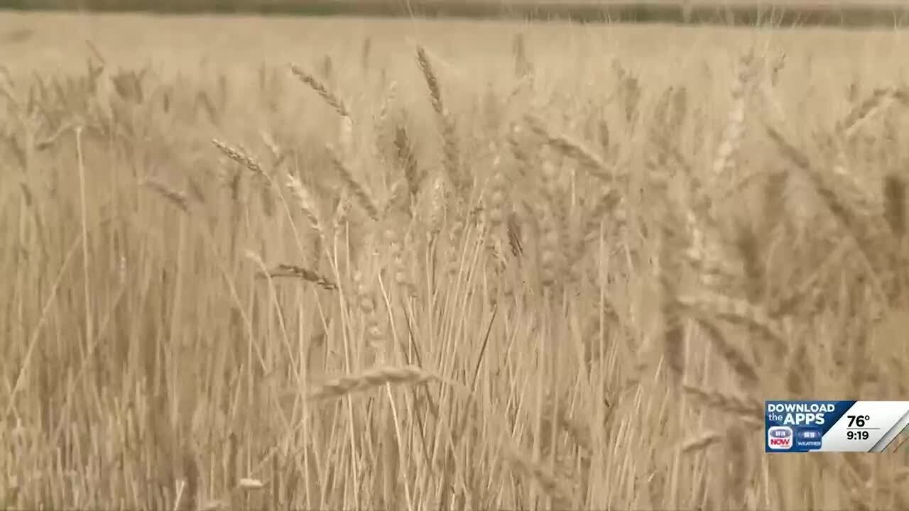 Nebraska Wheat Board discusses new internship and scholarship programs, wheat harvest