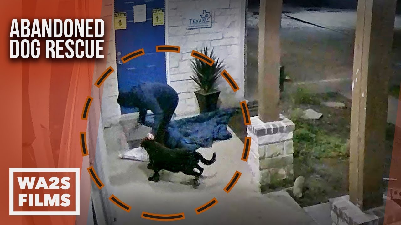 Pregnant Dog Dumped by Coward at Midnight - The Abandoned Dog Rescue ...