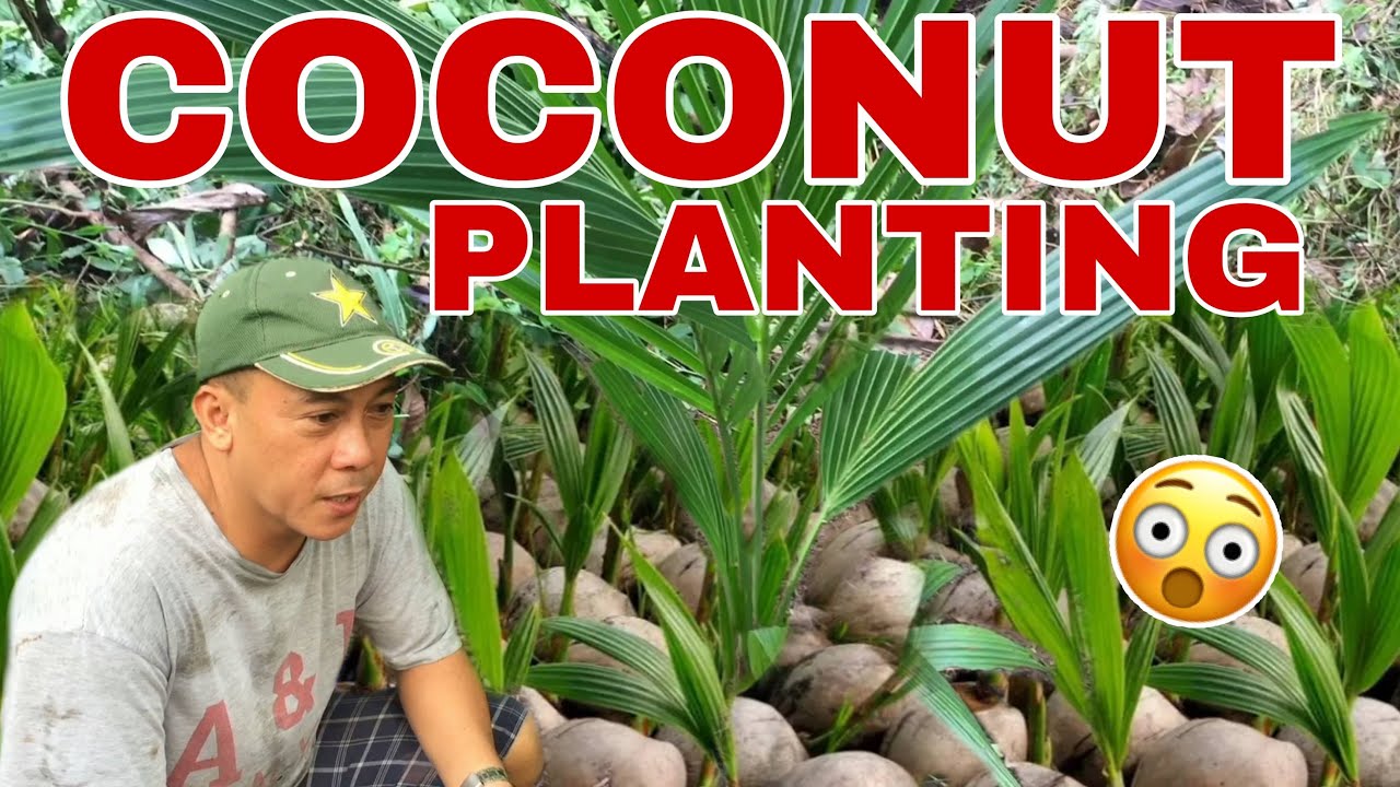 PAGTATANIM NG NIYOG | Biyaherong Batangueno