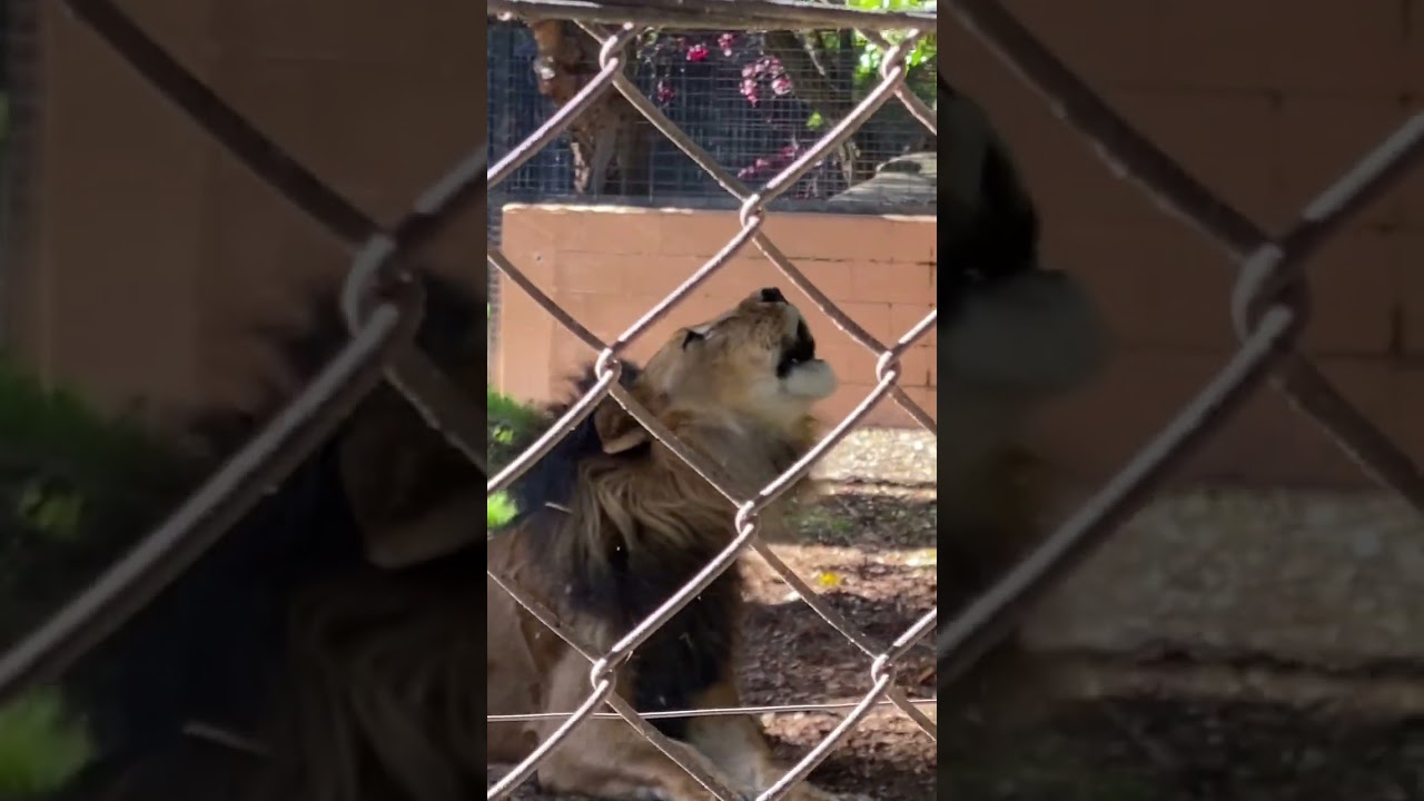 Roaring Lions Adelaide Zoo 