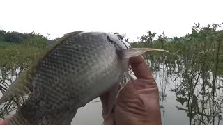 Download Lagu VIRAL KEMBALI WADUK TANDON WONOGIRI‼️ IKAN GEMUK GEMUK 4545 PART 2 #fishing #mancing #fish MP3
