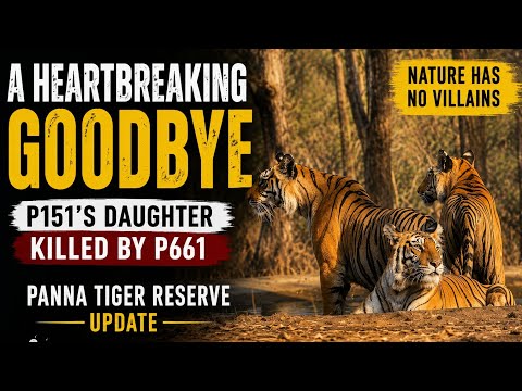 Heartbreaking End in Panna | P151's Daughter Killed by Dominant Male Tiger P661 | Panna Update