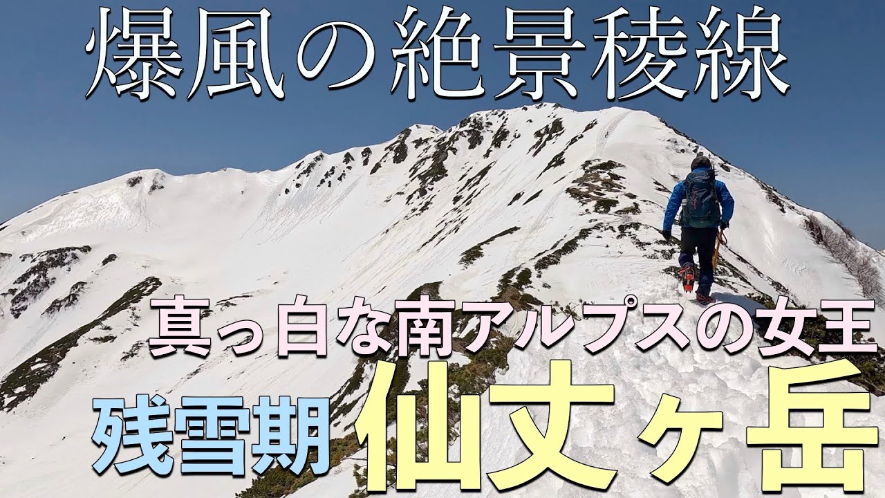 【雪山登山】【百名山】南アルプスの女王・仙丈ヶ岳(残雪期・GW)〜爆風の絶景稜線を進む！変身途中の雷鳥に遭遇〜