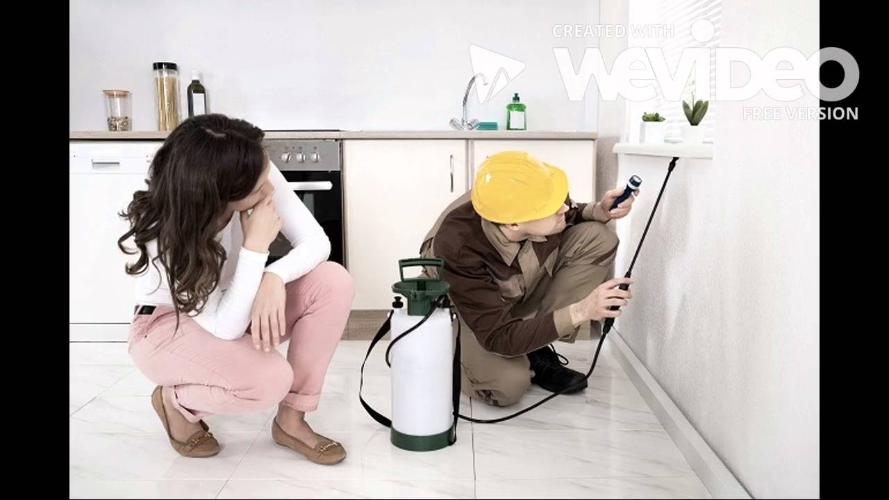 Pest Control Company in Markham