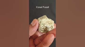 SPECIAL CORAL FOSSIL. EXTREMELY RARE MUSEUM QUALITY #shorts #coral fossil