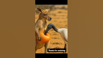 just in time tu save the Kangaroo 🦘