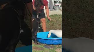Goose Tries To Push Woman Into Pool