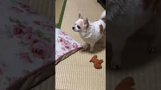 #ショート　#ショート動画