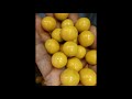 Aadhya Polishing & Glazing Agent for Dry fruits coated chocolate