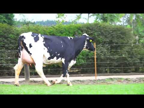 LOTE 06 5941CY