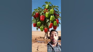 Rats saved the bell peppers from drying by watering them 😭 #ai #tree #save #water