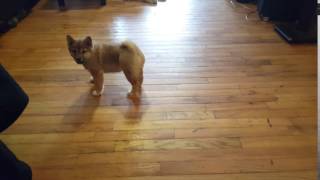 Yoshi Playing With My Feet