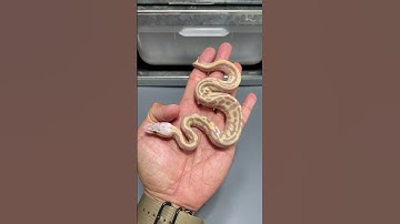 Baby Banana Ball Python Combos! •-• #snake #ballpython #babysnakes