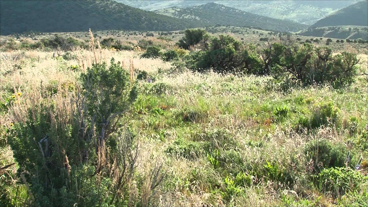 Rotational Grazing – Desert Land and Livestock