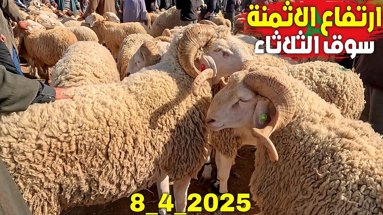 إرتفاع واضح في أثمنة الخرفان والنعجة صباح اليوم 8_4_2025 بأشهر الأسواق الشرقية سوق الثلاثاء بركان