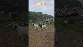 Korean goat