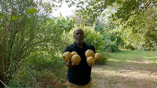 Rare white pomegranate - September 6, 2025. #iplantfood #homestead #homegrown