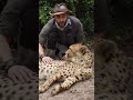Petting a cheetah and cheetah purring ASMR 😍