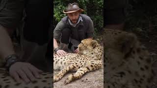 Petting A Cheetah And Cheetah Purring Asmr