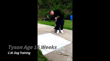 How to Teach Your Dog to Heel Part 1 (SHORT AND TO THE POINT)