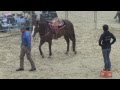 "Sterling " Monty Roberts Willing Partner  Demo Berlin Germany May 2013