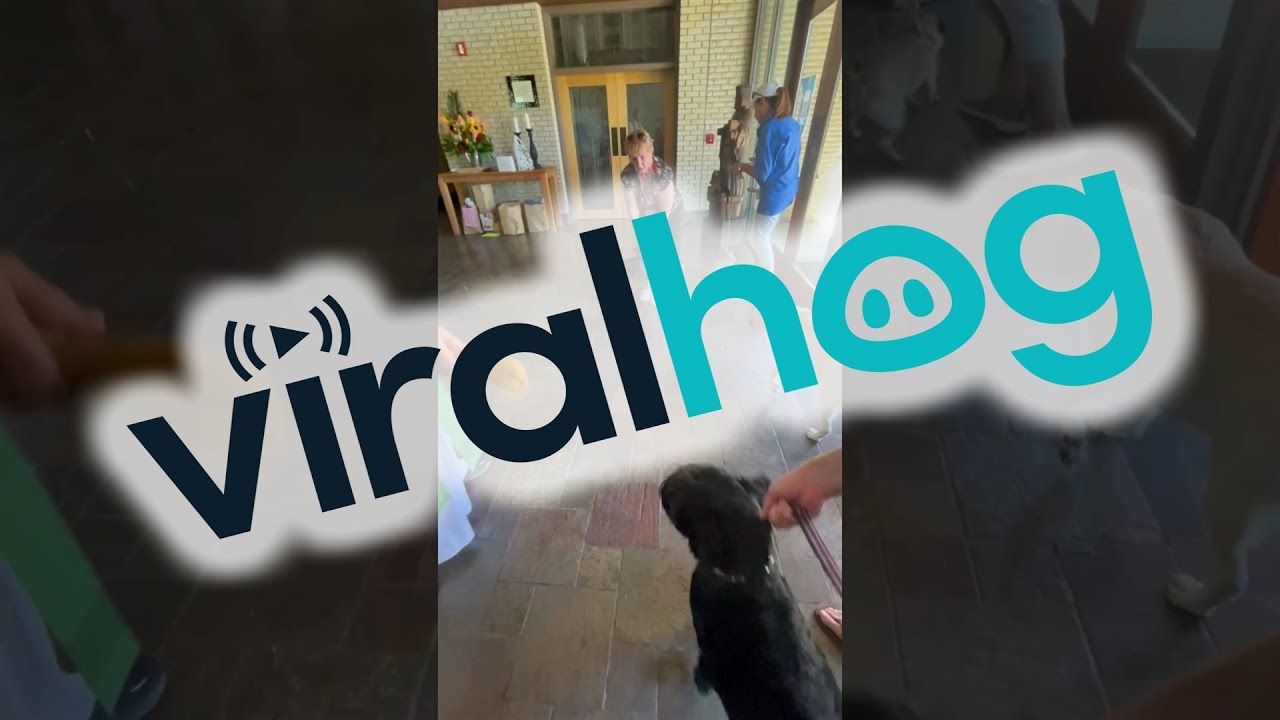 Dogs Receive Pet Blessing || ViralHog