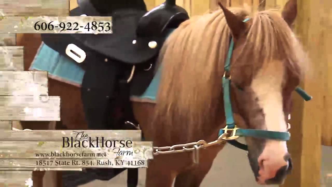 PONY PARTIES at The BlackHorse Farm!