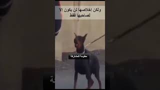 اشرس انواع  الكلاب المرتبه السادسه كلب الدوبرمان #الكلاب #shorts #معلومات_عامة #dog  #حقائق#هل_تعلم