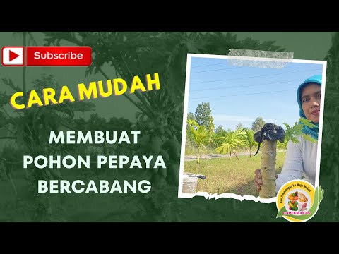 Cara Membuat Pohon Pepaya Bercabang