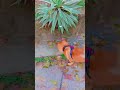#dog #cutedog #cuteanimals #pet #fyp #viral