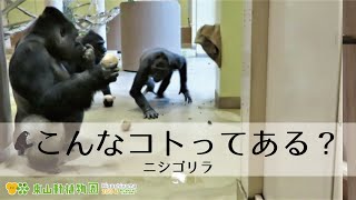気まぐれゴリラ きまぐれゴリラ - YouTube