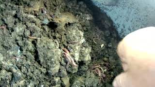 Dżdżownice Eisenia Fetida Kompostują Kartony.one Month Compost.fast Compost.schnell Kompost.