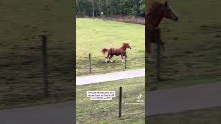 Horse herd temper tantrum