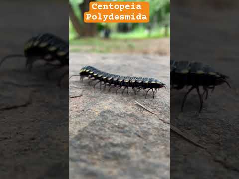 Centopeia (Polydesmida) #shortsvideo #shortvideo #shortsfeed #shorts #short #biology #insects #bio