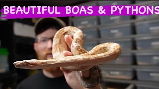 Snakes Reptiles Boa Constrictors , Amazing Morphed Ball Pythons